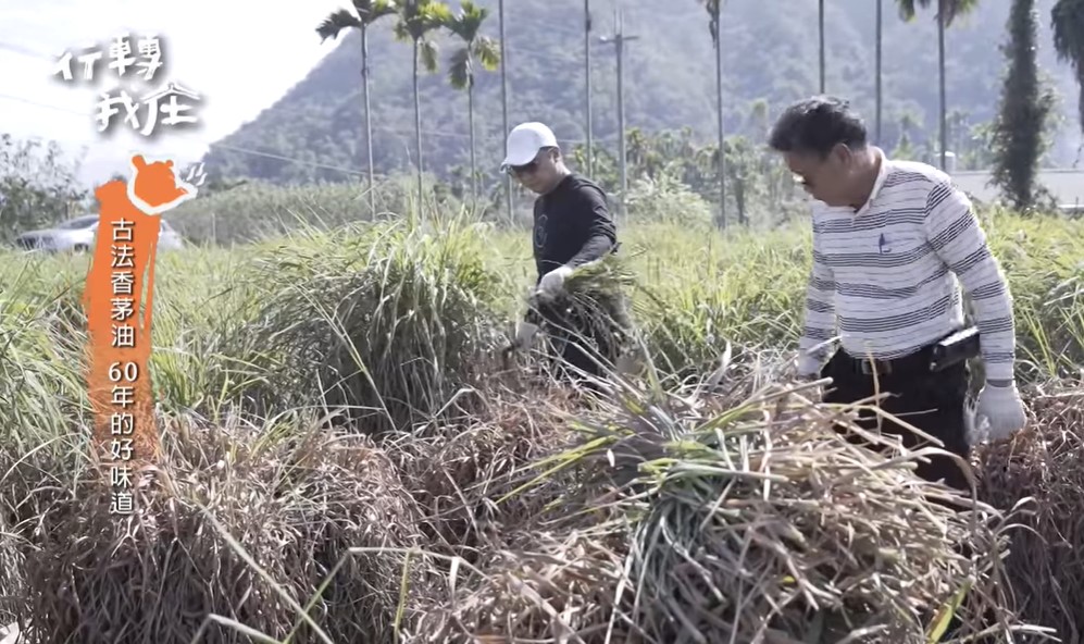 The citronella grass in the field needs to be harvested